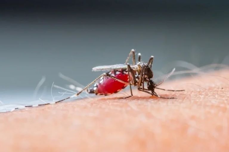 La Pampa: Salud Pública confirmó que son 10 los casos de dengue en la provincia