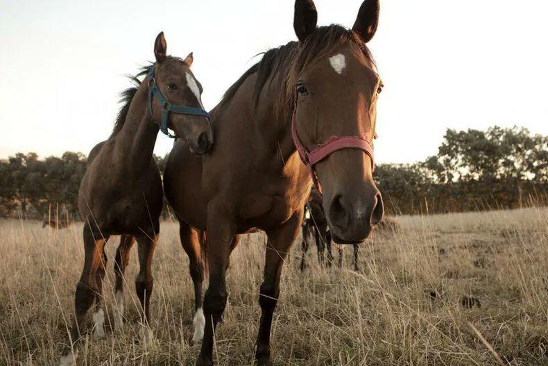 SENASA confirmó 31 casos de Encefalitis Equina en La Pampa