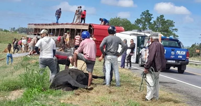 Santa Fe: Un camión pampeano con 50 vacas volcó y faenaron 10 animales en la banquina