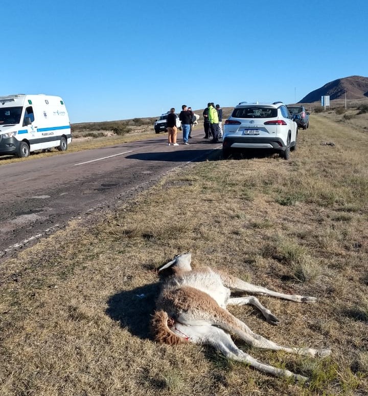 Parque Lihué Calel: Atropellaron cuatro guanacos en la ruta 152