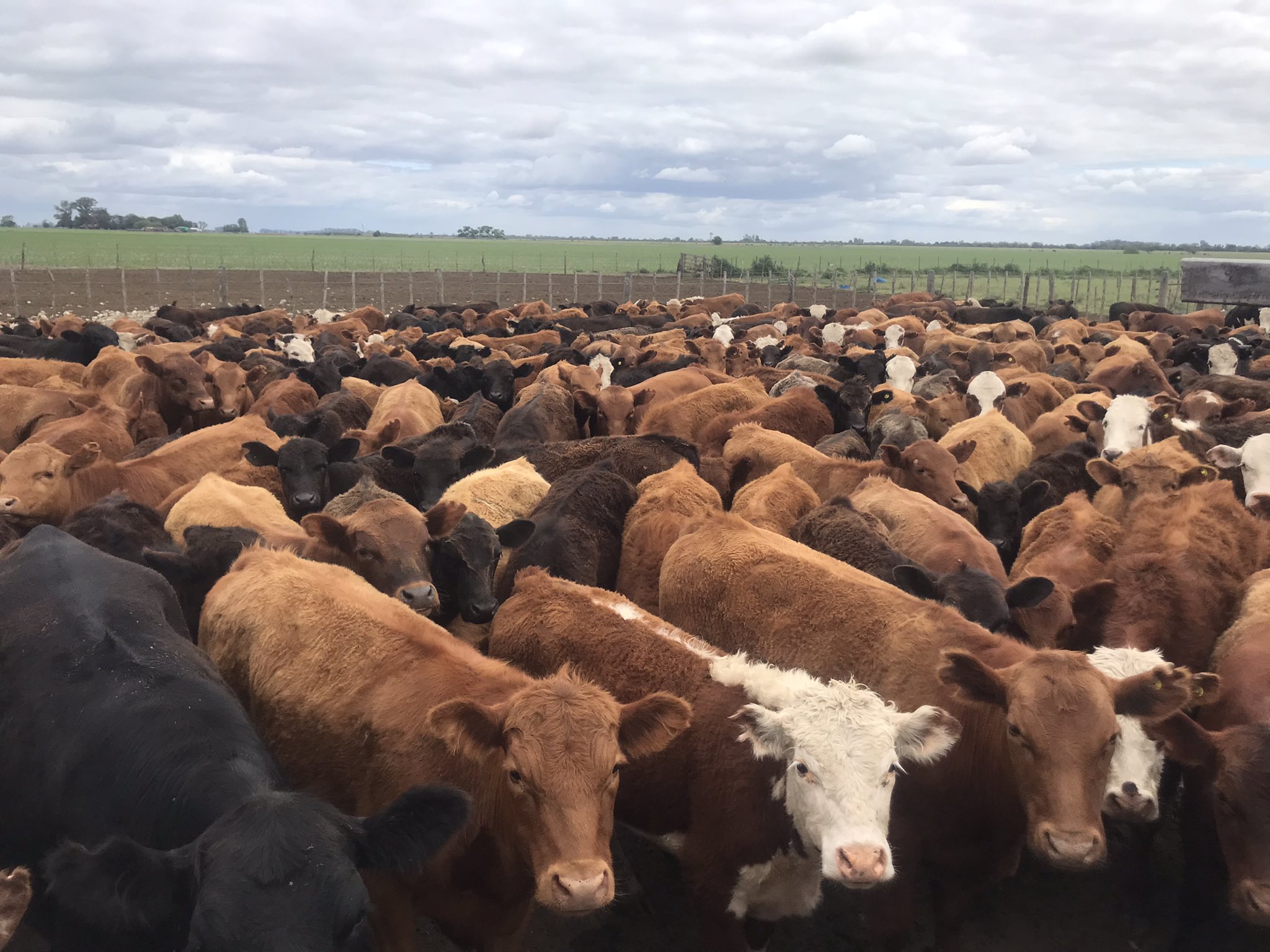 Unanue: Murieron 28 vacunos por un foco de carbunclo