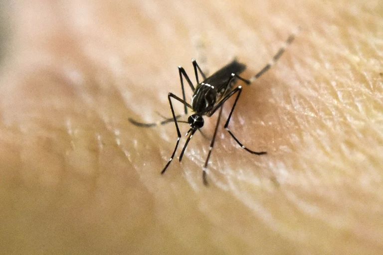 Se registraron cinco nuevas muertes por dengue en Córdoba, San Luis y Santa Fe