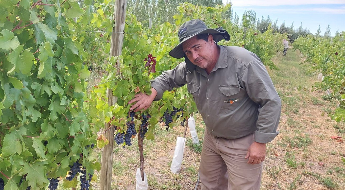 Se espera una vendimia histórica en Casa de Piedra