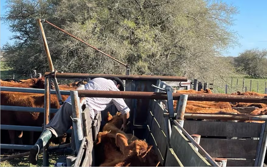 Ardohain festejó la importación de vacunas antiaftosa a un 50% menos de su valor en el país