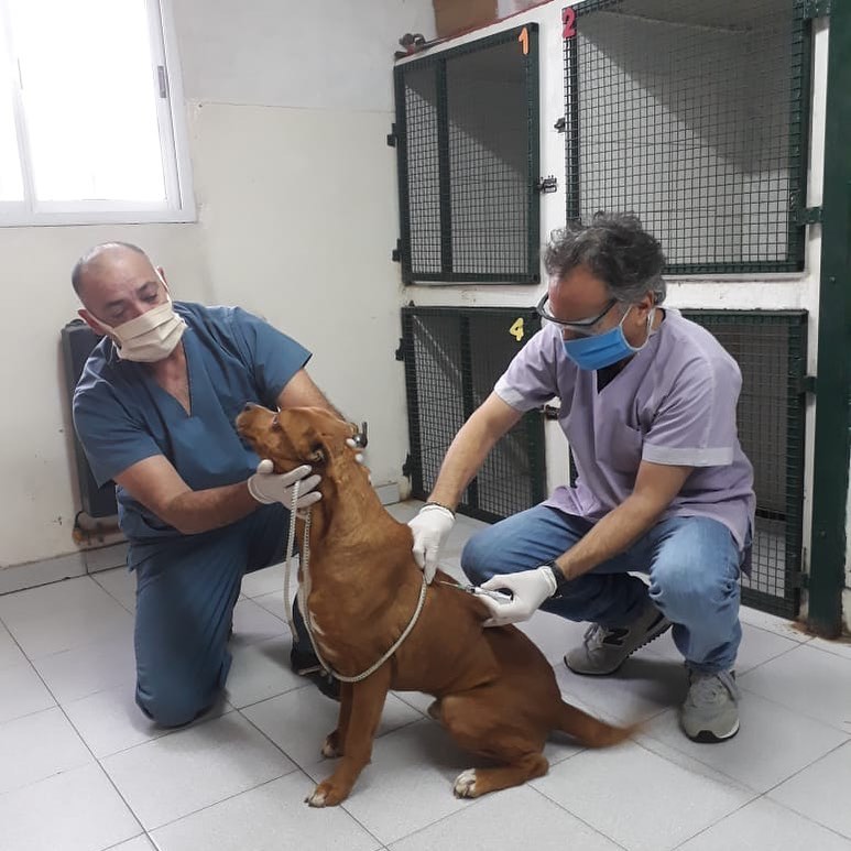 Santa Rosa: Cómo sacar turnos para castraciones y vacunaciones antirrábicas gratis a mascotas