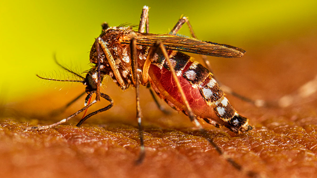 Dengue: Siguen bajando los casos en La Pampa, se sumaron 9 más en una semana