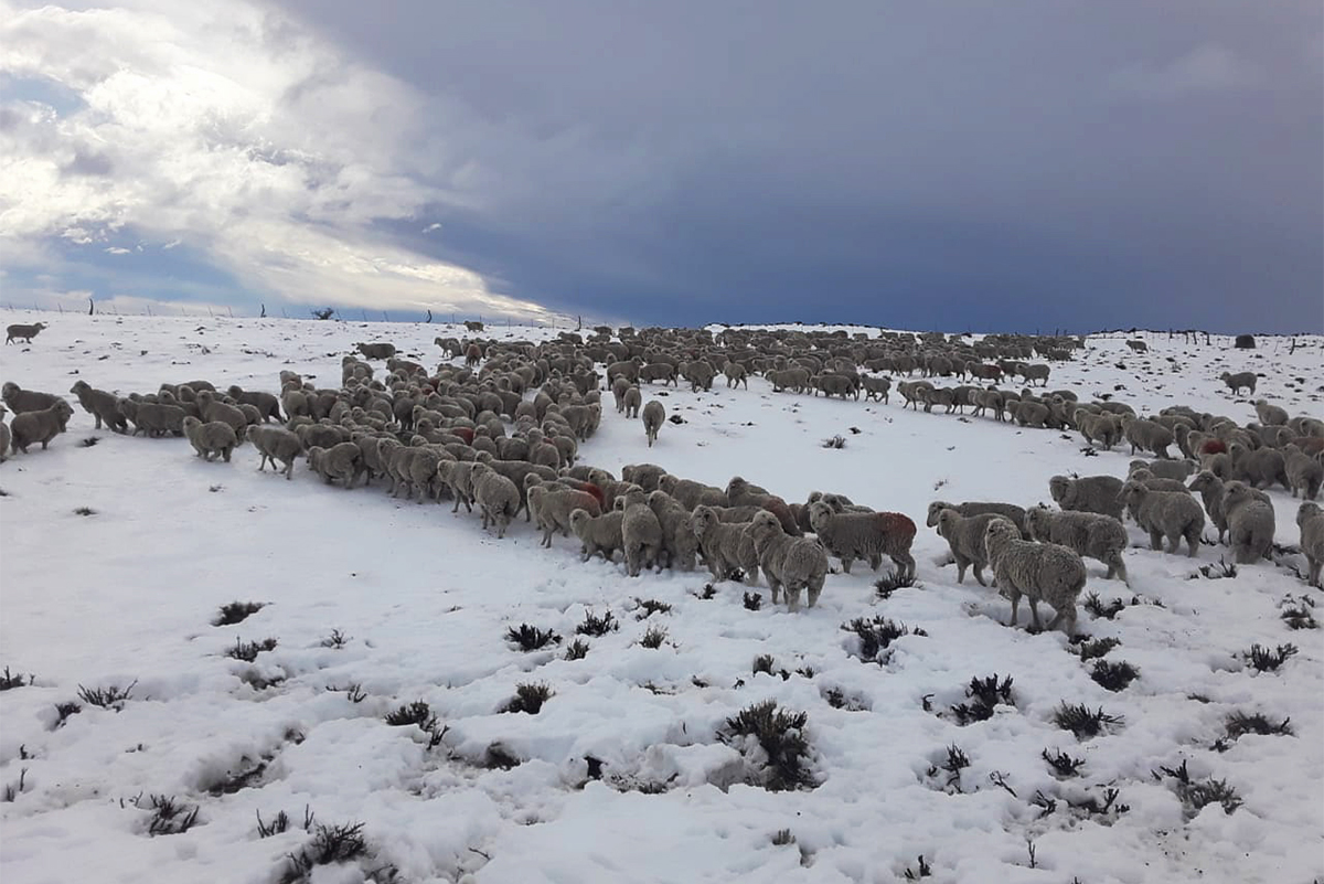 El Gobierno enviará $1.300 millones para asistir a productores patagónicos afectados por las tormentas de nieve