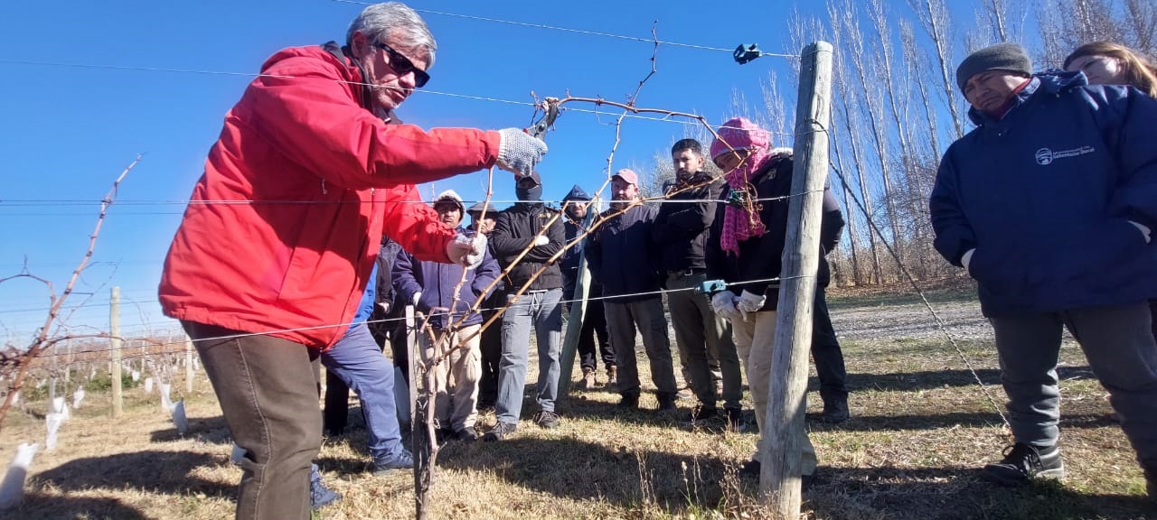 La producción vitivinícola en La Pampa creció un 52 %