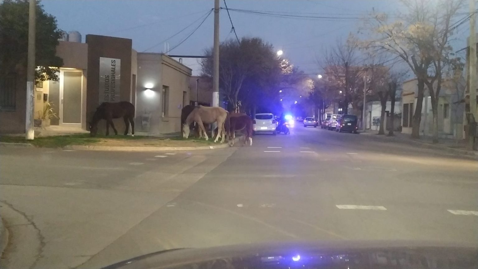 Santa Rosa: La Ordenanza sobre la problemática de los caballos sueltos en la vía pública se aprobó en Comisión