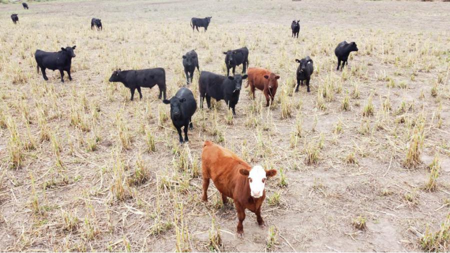 Alertan por un nuevo caso de Carbunclo en La Pampa