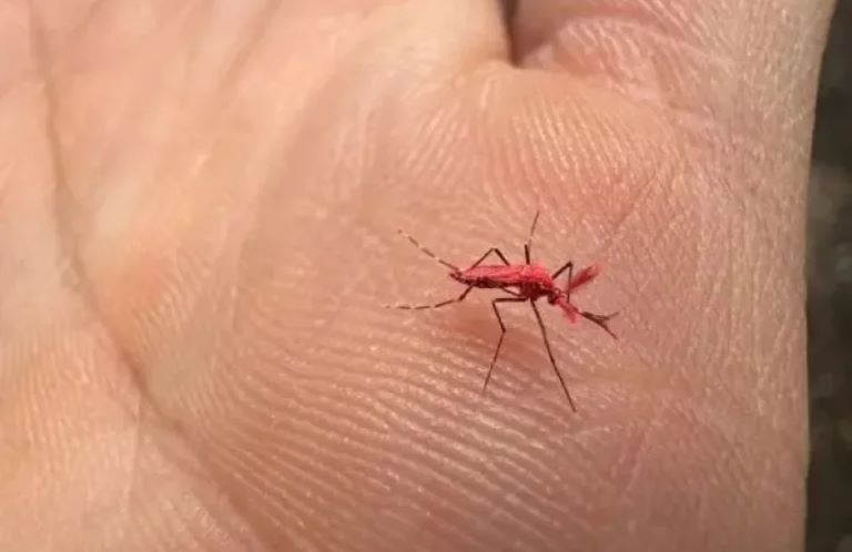 Mendoza: Liberaron a 10 mil “mosquitos rojos” para combatir el dengue