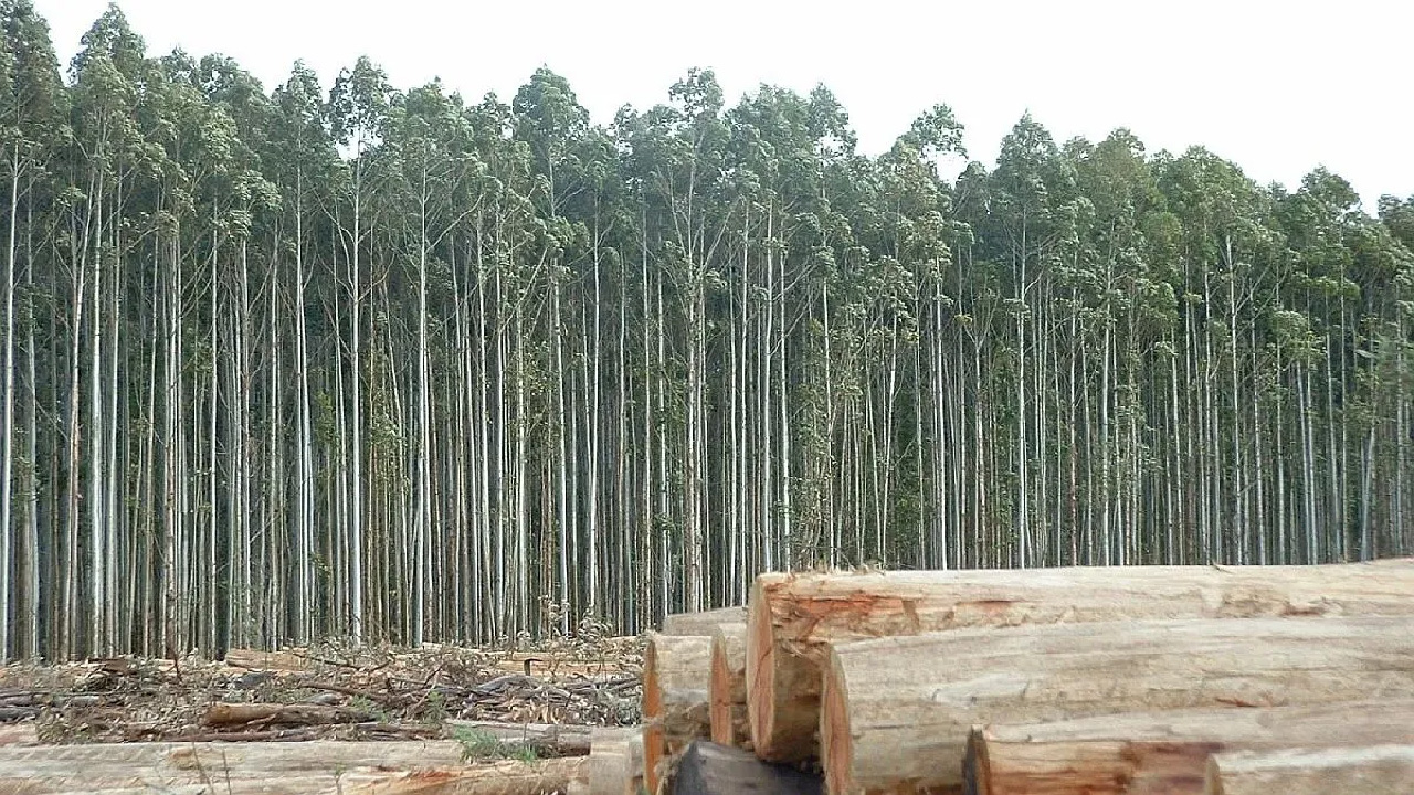 La industria forestal reclama desregulación e inversiones en rutas, puertos y trenes para elevar exportaciones