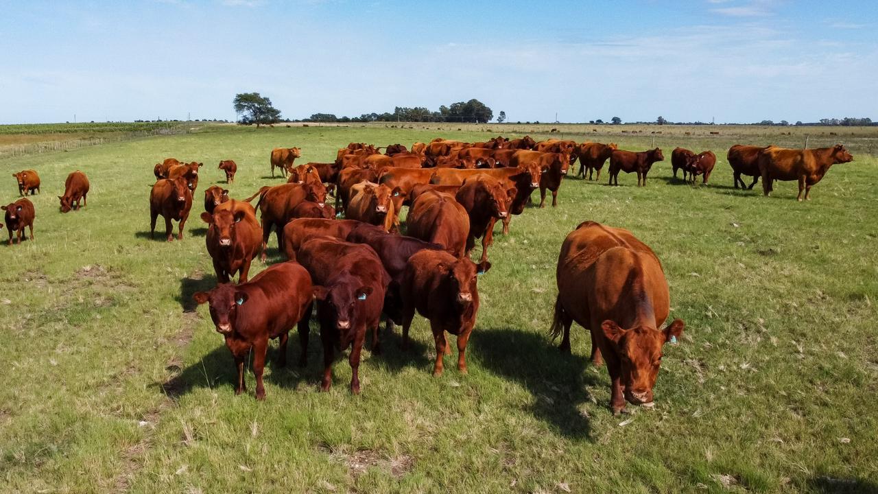 Alertan por un foco de carbunclo bacteridiano en bovinos