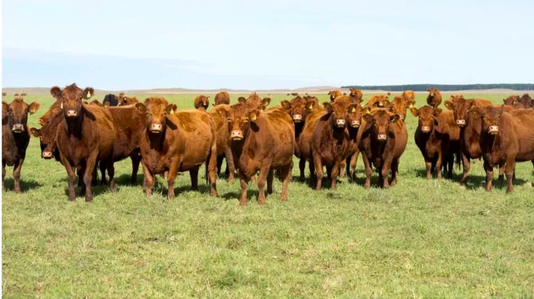 El Gobierno autorizó otra vía de comercialización de carne al exterior en medio del récord de exportaciones