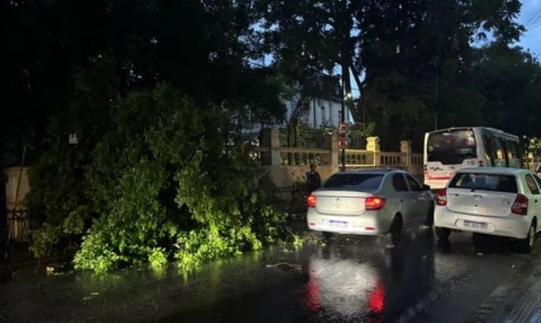 Clima: Temporal en el AMBA dejó usuarios sin luz, voladuras de techos y árboles caídos