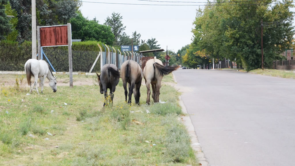 Animales sueltos en Santa Rosa: La UCR denuncia inacción municipal