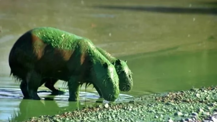 Entre Ríos: Sorpresa ante la aparición de carpinchos de color verde