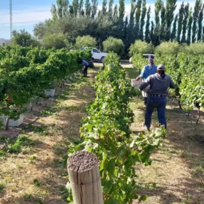 Finalizó la vendimia en Casa de Piedra con una cosecha de hasta 110 mil kilos de uva
