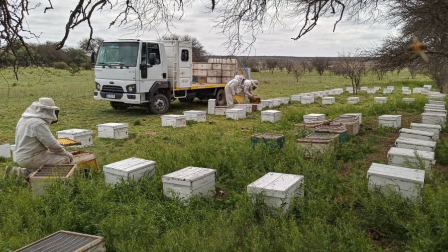 Productores apícolas deberán actualizar el stock de colmenas