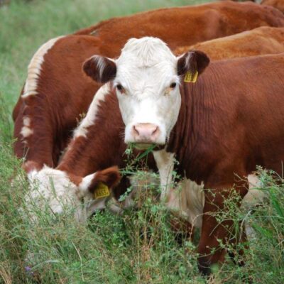 Senasa habilitó el ingresó de carne a la Patagonia