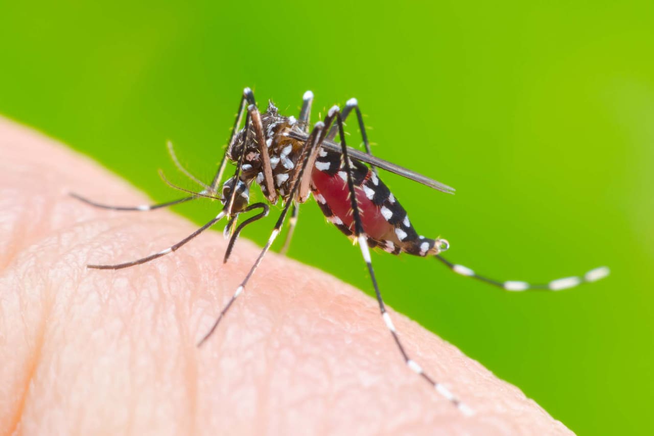 Dengue en La Pampa: Se confirmaron 25 casos en lo que va del año