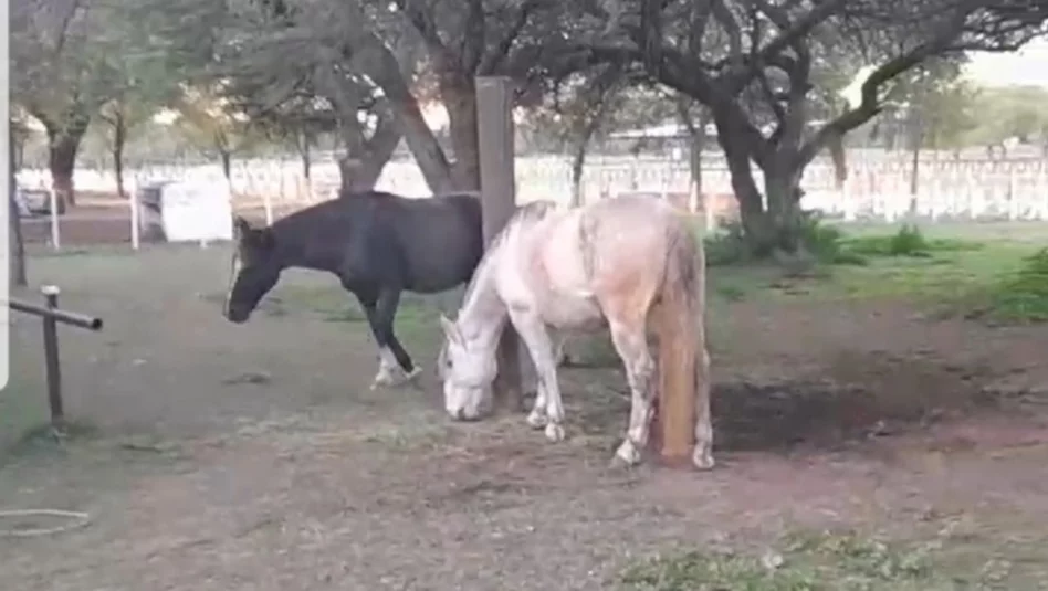 Preocupación en Victorica: dos caballos baleados en la Escuela de Equitación