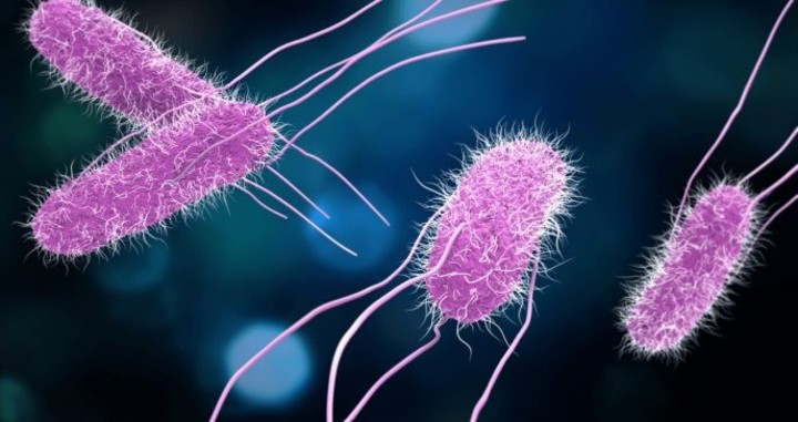 Alerta sanitaria: confirman un brote de fiebre tifoidea en el conurbano bonaerense tras más de dos décadas sin casos