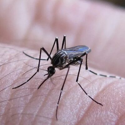 Dengue: Salud confirmó cinco nuevos casos en La Pampa