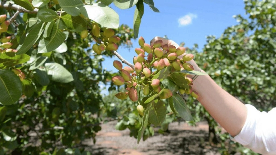 Casa de Piedra será sede de una jornada técnica sobre pistacho y frutos secos