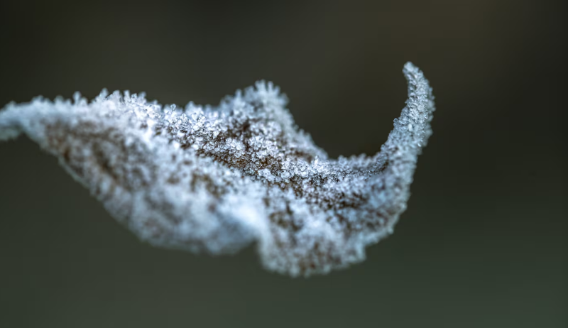 Ni fertilizante ni químicos caros: el método para proteger a tus plantas del frío en el invierno