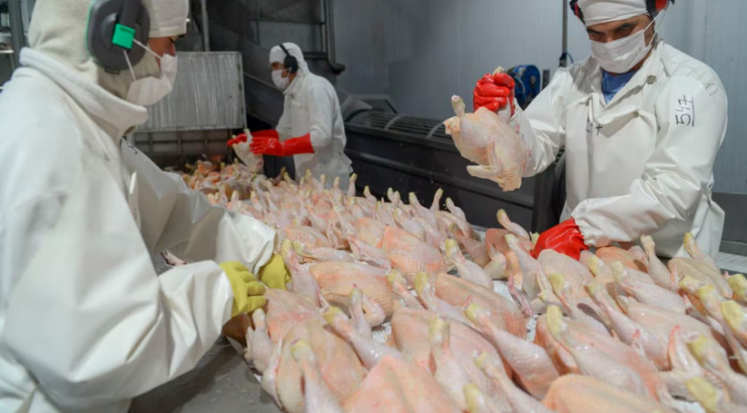 La carne de pollo y los huevos de Argentina vuelven a ingresar a Japón, tras un caso de influenza aviar