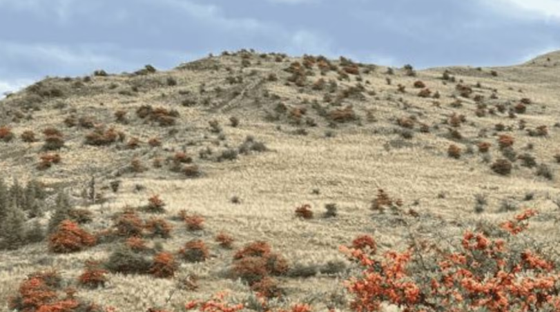 Ensayan métodos para frenar el avance de especies exóticas en las sierras