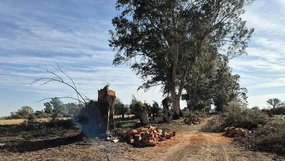Maisonnave: denuncian tala de eucaliptus centenarios y acusan a la jefa comunal
