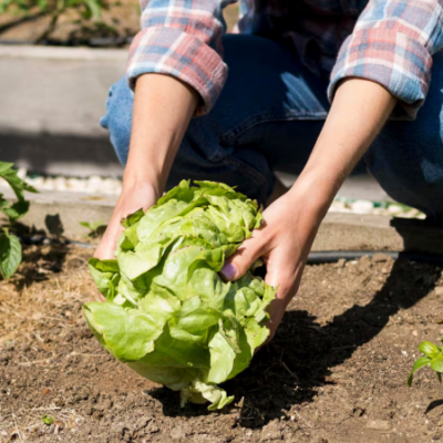 Adiós a la huerta muerta: las verduras que podés sembrar en tu jardín en invierno para cosechar en primavera