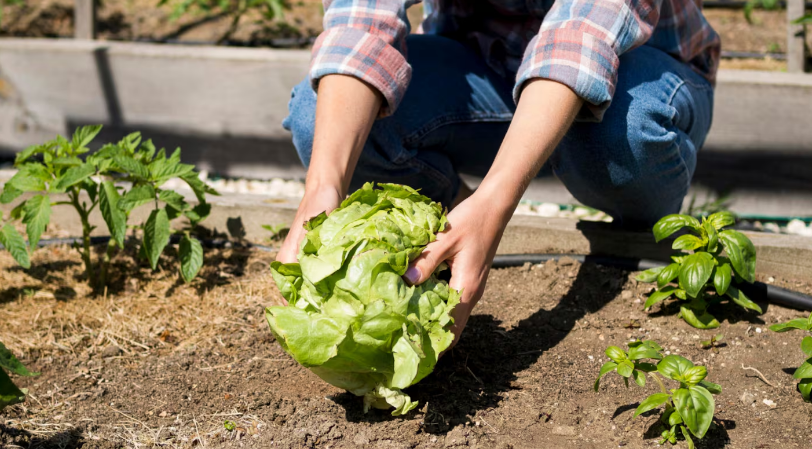 Adiós a la huerta muerta: las verduras que podés sembrar en tu jardín en invierno para cosechar en primavera