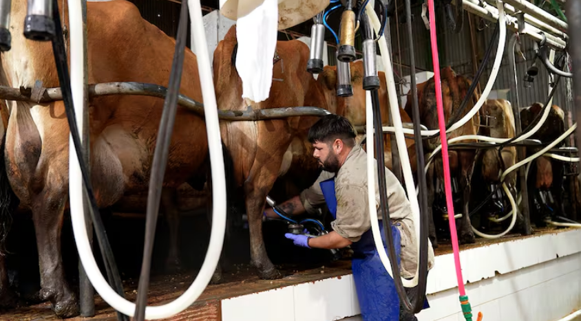 La Choza, el ejemplo de cómo combinar la actividad tambera con una agricultura biodinámica