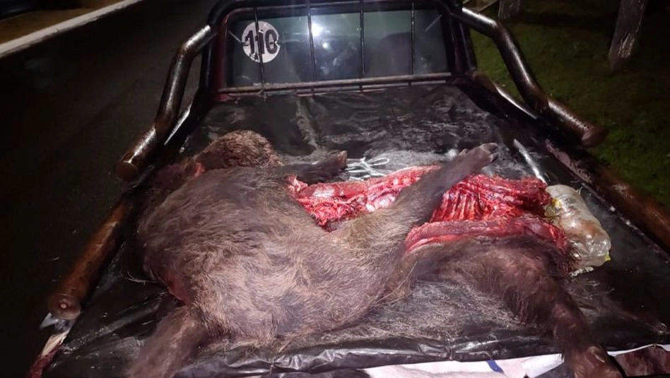 Demoran a tres cazadores furtivos de General Pico con un jabalí en Rucanelo