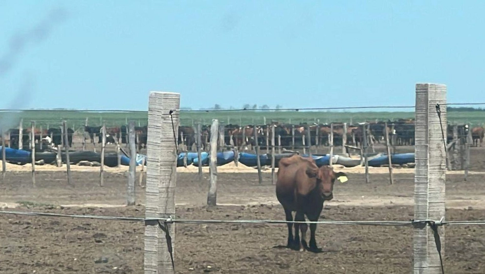 Estafa ganadera en General Pico: buscan determinar la propiedad de más de mil animales secuestrados