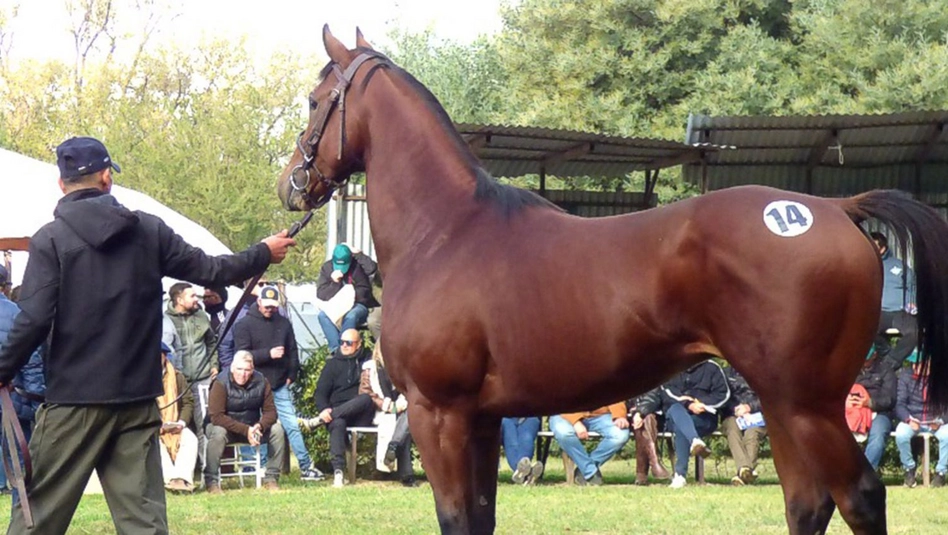 Eduardo Castex: pagaron $67 millones por un potrillo en el remate del Haras Alborada