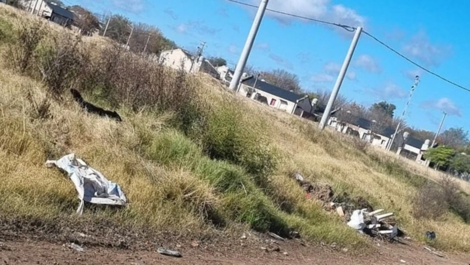 Catriló: concejales piden informes sanitarios tras detectarse leptospirosis en un perro